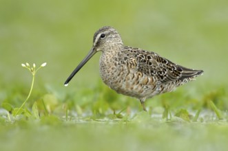 Long-billed Dowitcher (Limnodromus scolopaceus), Texas, USA, North America