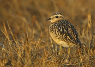Eurasian Dotterel (Charadrius morinellus), Cabo Espichel, Portugal, Europe