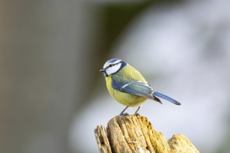 Blue Tit (parus caeeruleus) Germany