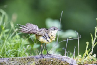Western yellow wagtail (Motacilla flava) Hungary