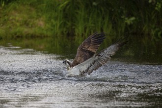 Western osprey (Pandion haliaetus) fishing, Finland, Europe