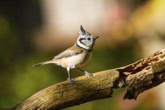 Crested Tit (Parus cristatus), Germany, Europe