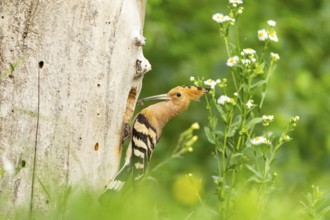 Hoopoe (Upupa epops) Hungary