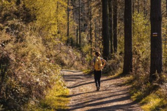 A young hiker in an autumn sunset on a route through a beautiful forest, getting to know nature