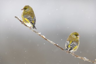 Greenfinch (Carduelis chöloris) Germany