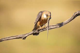 Red-footed falcon (Falco vespertinus) female, with captured lizard, Hungary, Europe