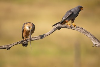 Red-footed falcon (Falco vesperetinus) Male handing over a captured lizard to female, Hungary,