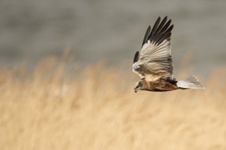 Western Marsh Harrier (Circus aeruginosus) male flying, Netherlands