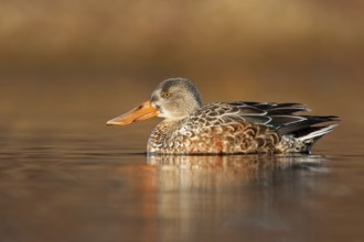 Northern Shoveler (Spatula clypeata) female, British Columbia, Canada, North America