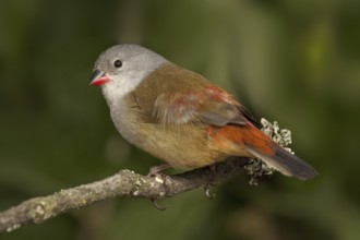 Yellow-bellied Waxbill (Coccopygia quartinia)
