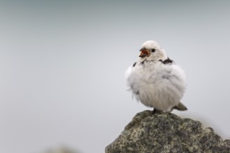 Snow Bunting (Plectrophenax nivalis) male, Iceland, Europe