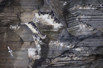 Guillemot (Uria aalge) and kittiwake (Rissa tridactyla), seabird colony in a cliff face, Orkney