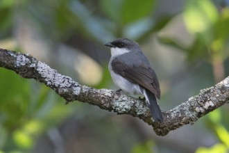 Mangrove Robin (Peneoenanthe pulverulenta leucura), Queensland, Australia, Oceania