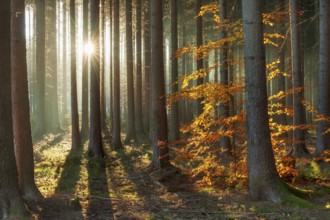 Spruce forest in autumn with fog, sun shining through the tree trunks, beech with autumn leaves,