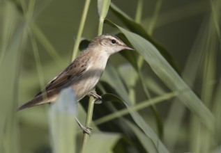 Sedge Warbler (Acrocephalus schoenobaenus), Mecklenburg-Western Pomerania, Deutschland