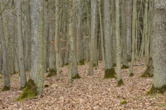 Winter forest with bare trees and leafy ground, Königheim, Main Tauber district, Baden-Württemberg,