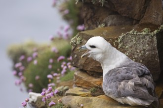 Northern fulmar (Fulmarus glacialis) sitting in a rocky niche in front of a flower-covered grass