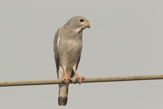 Lizard Buzzard (Kaupifalco monogrammicus), Gambia, Africa