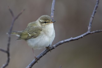 Arctic Warbler - Wanderlaubsänger - Phylloscopus borealis. Russia (Ural)