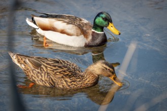 Two mallards (Anas platyrhynchos) swimming in the clear water of a pond, surrounded by natural