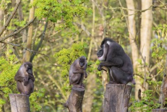 Three Drills (Mandrillus leucophaeus), a male and two females, sit high up on the three stumps of a