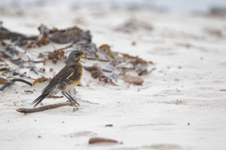 Fieldfare (Turdus pilaris) on the beach, Schleswig-Holstein, Germany, Europe
