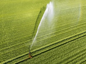 Artificial irrigation of a cereal field in April, with a sprinkler system, long dry spell in spring