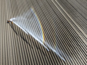 Artificial irrigation of a potato field in April, with a sprinkler system, long drought in spring