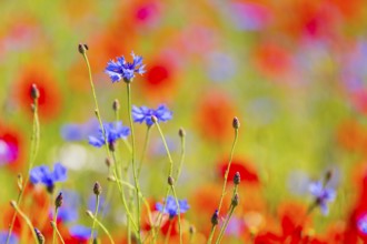 Cornflowers (Centaurea cyanus) in bloom among poppies, Saxon Switzerland, Saxony, Germany, Europe