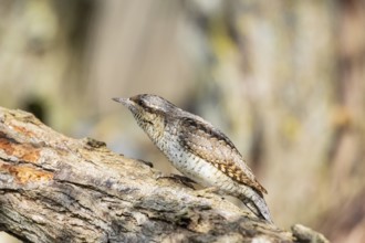 Eurasian wryneck (Jynx torquilla) Germany