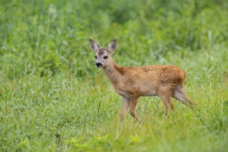 Roe deer (Capreolus capreolus) fawn Germany