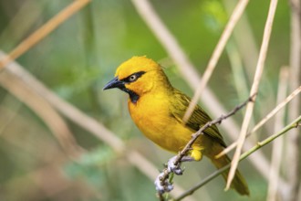 Spectacled weaver (Ploceus ocularis) Masai Mara Kenya