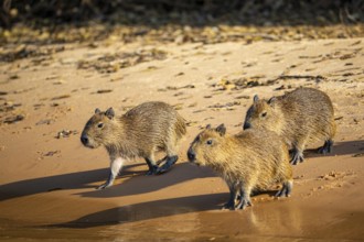 Capybara (Hydrochaeris hydrochaeris) Pantanal Brazil