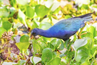 American purple gallinule (Porphyrio martinicus) Pantanal Brazil