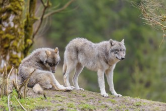 Two grey wolves (Canis lupus lupus) on a hill, one standing, one sitting
