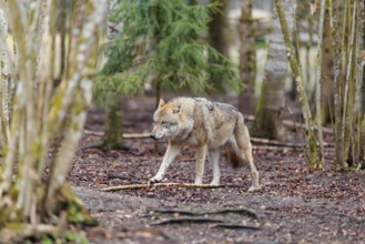A female grey wolf (Canis lupus lupus) walks across a forest on a cloudy day