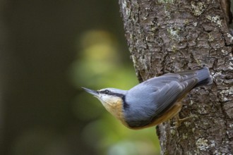 Nuthatch (Sitta europaea) Germany