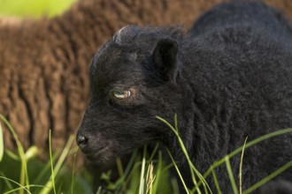 Black lamb, portrait, Ouessant sheep (Breton dwarf sheep), grazing. Germany