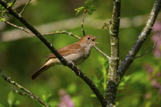 Nightingale (Luscinia megarhynchos) Germany