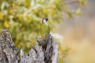 Green woodpecker (Picus viridis) Germany
