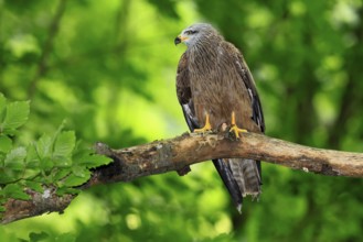Black Kite (Milvus migrans), adult, alert, perch, Šumava, Czech Republic, Europe