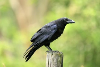 Raven (Corvus corax), adult, in summer, perch, vigilant, Šumava, Czech Republic, Europe