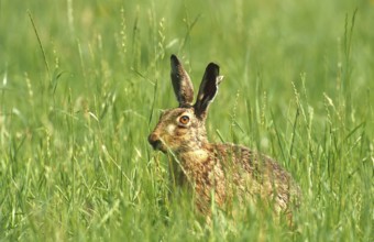 European brown hare (Lepus europaeus) sitting securely in the grass of a meadow, North