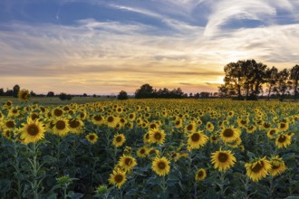 Field of blooming sunflowers (Helianthus annuus) at sunset, Großenhain, Saxony, Germany, Europe