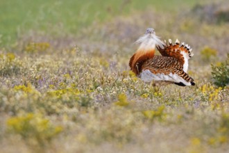Great Bustard (Otis tarda), Castile, Spain, Europe