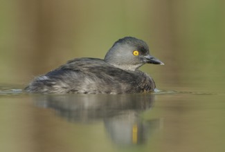 Least Grebe (Tachybaptus dominicus), Texas, USA, North America