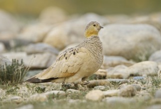 Tibetan Sandgrouse (Syrrhaptes tibetanus) female, Ladakh, India, Asia