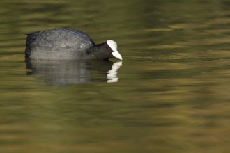 Eurasian Coot (Fulica atra), Asturias, Spain, Europe