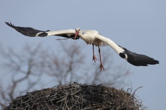 Weissstorch; lat. Ciconia ciconia; Altvogel im Flug mit geklautem Nistmaterial vom Nachbarhorst;
