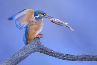 Common Kingfisher (Alcedo atthis) female with fish prey in its beak, Saxony-Anhalt, Germany, Europe